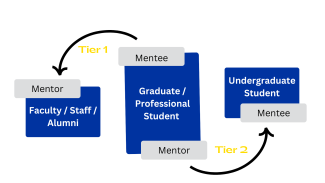 Program stucture that puts graduate and professional students at the center to mentor undergraduates, and me mentees to faculty